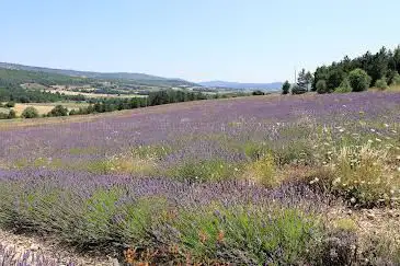Photo de Le Chemin des Lavandes
