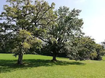 Wildenstein