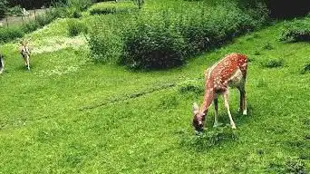Zoo du jardin public