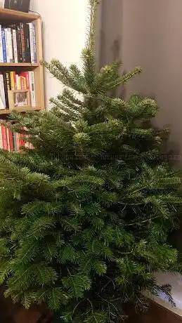 Photo de Pines and Needles