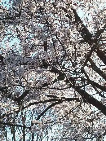 Photo de Un jardin pour tous les sens