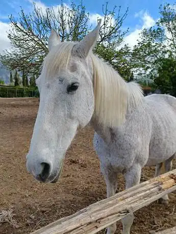 Maneggio Club Happy Horse