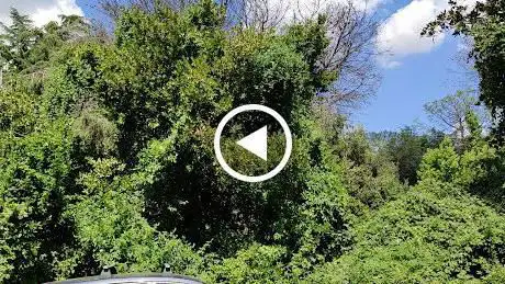 Bosco di Capezza