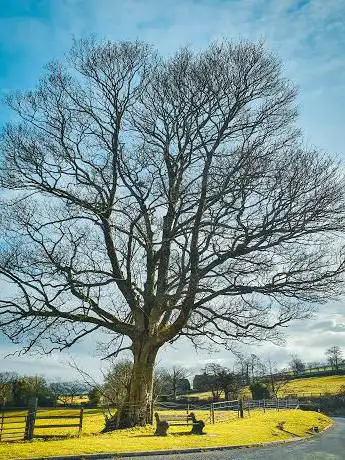 Photo de Bench under tree