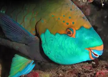 Photo de Antigua Scuba School - Pick Up Point