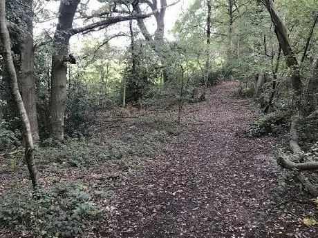 Photo de Laurie's Forest
