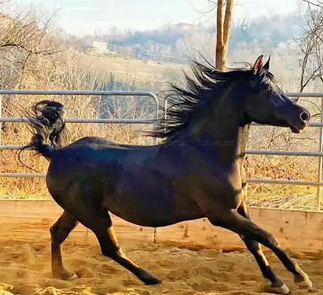 LCM HORSES FARM Centro Equestre - Mombercelli (AT)