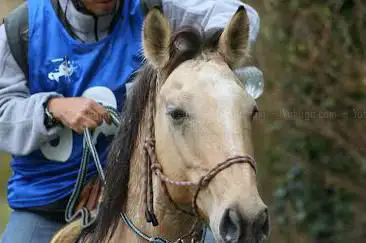 Photo de Centre Equestre Les Ecuries des Couleurs