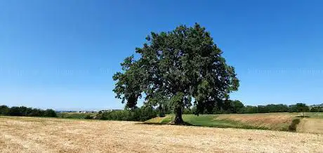 Via francigena