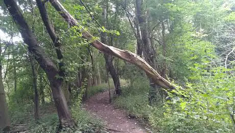 Photo de Furey Woodland