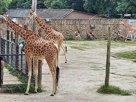 Zoo de Planckendael