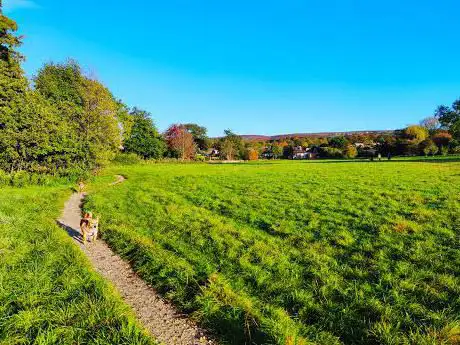 Burley House Field