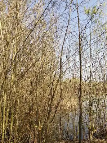 Etang de la Tuilerie