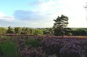 Mehlinger Heide