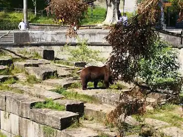 Bear Pit