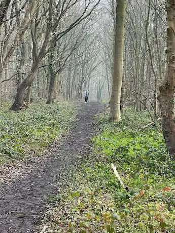 Hollinhurst Wood