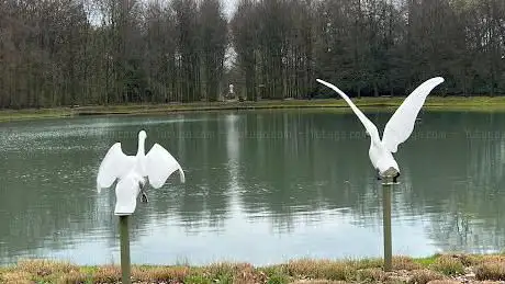 Mark Dedrie Go with the flow 2 zwanen