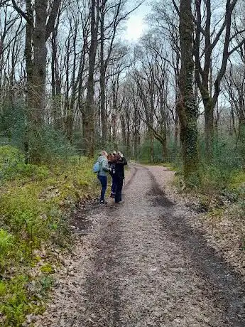 Yarner Wood