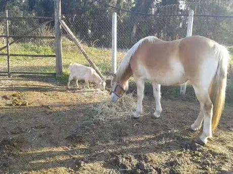 Photo de Riding Club Rainbow