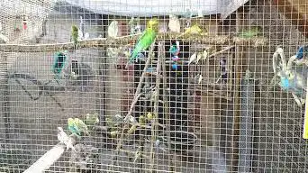 The Farm Exotic Birds