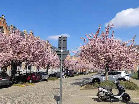 Photo de Bloeiende Bloessems  Jozef Kluykensstraat