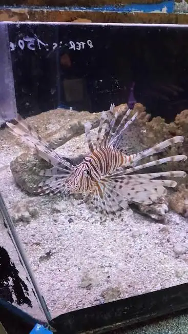 Photo de Scandia Aquariums