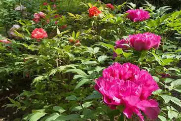 Photo de Roches and Pivoines Garden