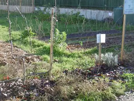 Jardin-potager des Incroyables Comestibles de Carrières-sur-Seine