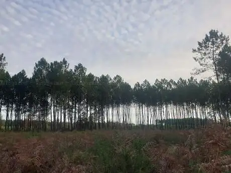Photo de Le Chêne De Nerthe