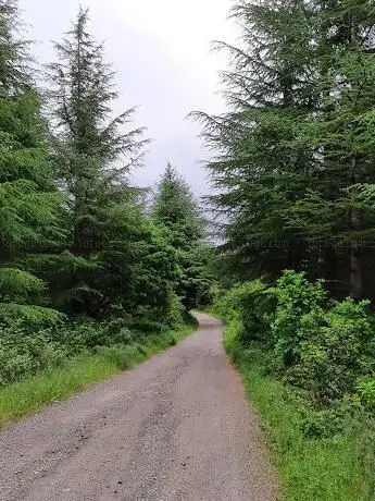 Trekking nel bosco