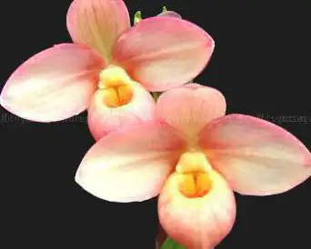 Photo de Eric Young Orchid Foundation