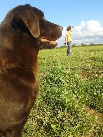 Photo de Ferme canine du Kastell Dinn