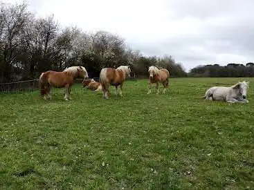 Photo de Ferme Équestre du Chêne Rond