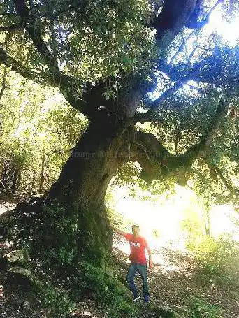 Photo de ALZINA DE LA FONT DEL BAC