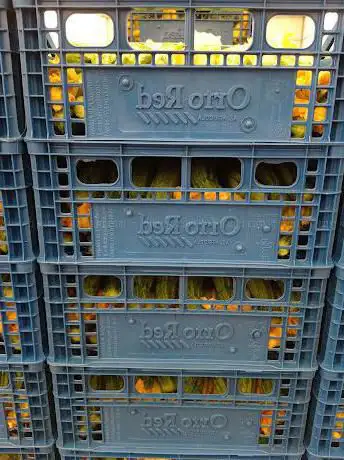 Photo de Pomodoro Torpedino