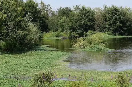 Vogeluitkijkpunt Molenplas