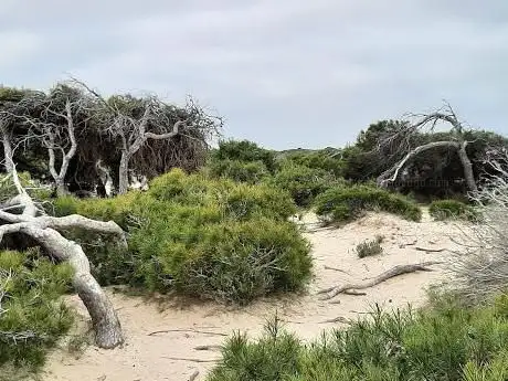 Photo de Bosque sobre la arena