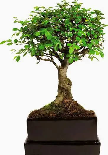 Bonsai-Marktplatz.de