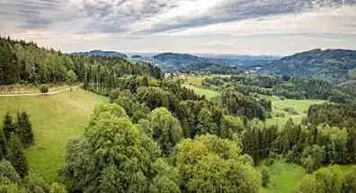 Schwand Pilze