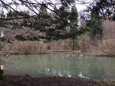 Steffetsmösli