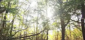 Ciply Woods