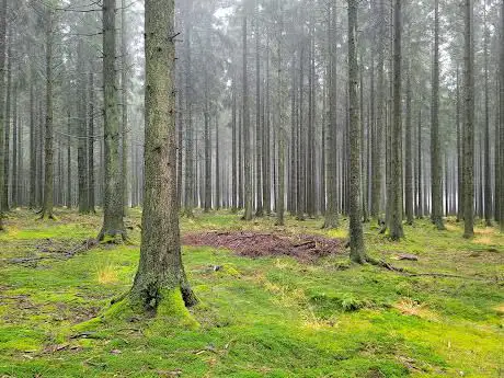Photo de Promenade des Fagnes de la Vecquée