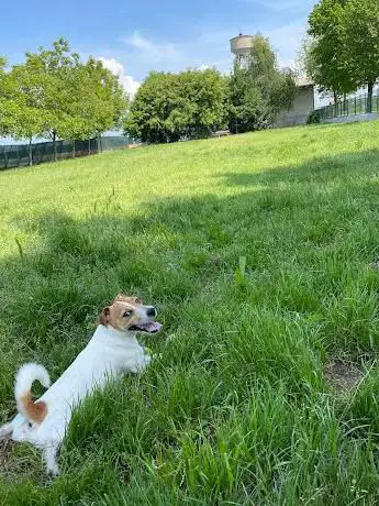 Oasi del cane
