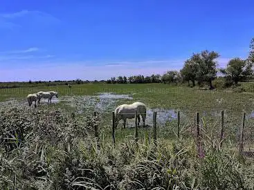 Photo de Les Calèches de Camargue
