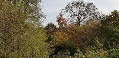 The Willows (Woodland)