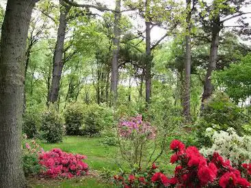 Photo de sous-bois et clairières Garden