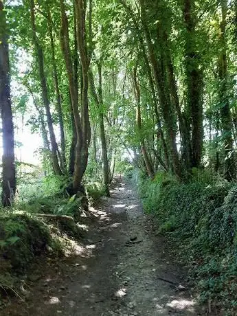 Treslothan Woods