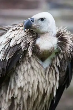 Wings Of Wales