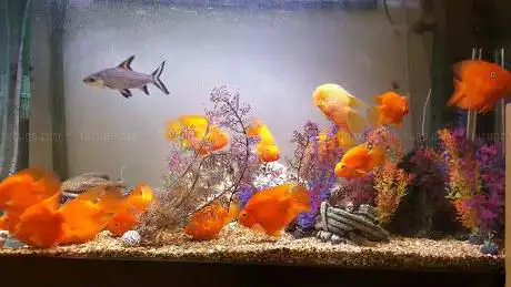 Photo de SA Aquatic