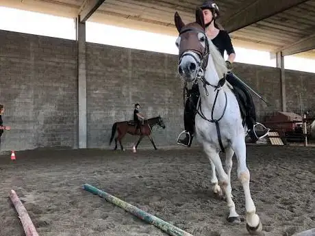 Scuderia il Vecchio Noce di Piacentini P. - collaborazione E.Lavarini Equestrian Team